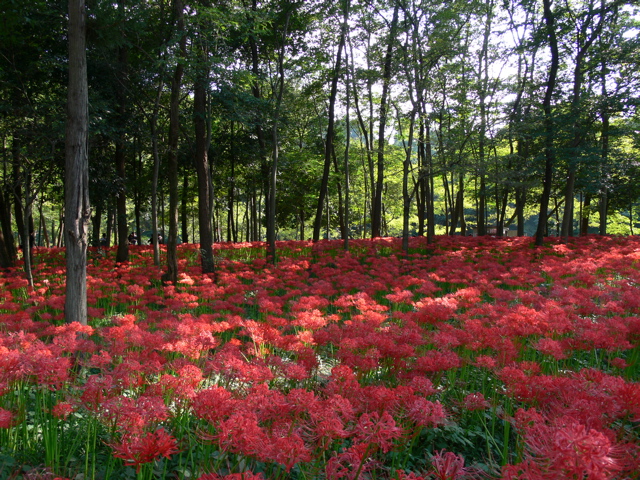 P1000010.JPG