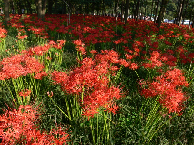 P1000066.JPG
