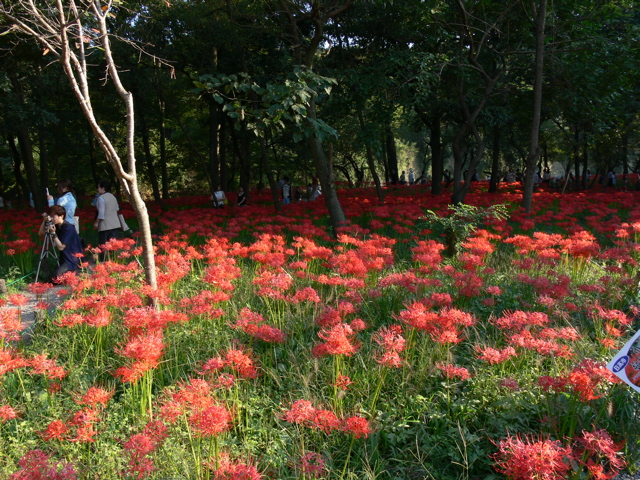 P1000075.JPG