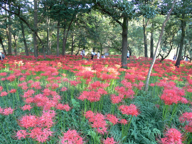 P1000078.JPG