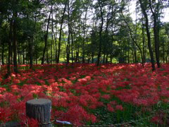 P1000009.JPG