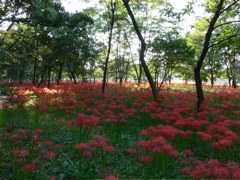 P1000043.JPG