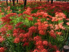 P1000047.JPG