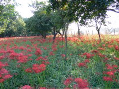 P1000071.JPG