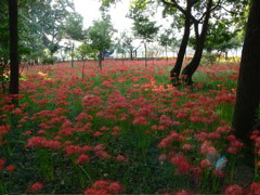 P1000080.JPG
