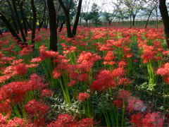 P1000093.JPG